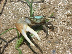 Image of Gulf marsh fiddler