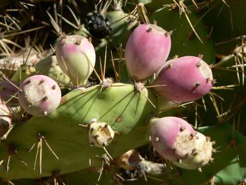 Image of Opuntia dillenii