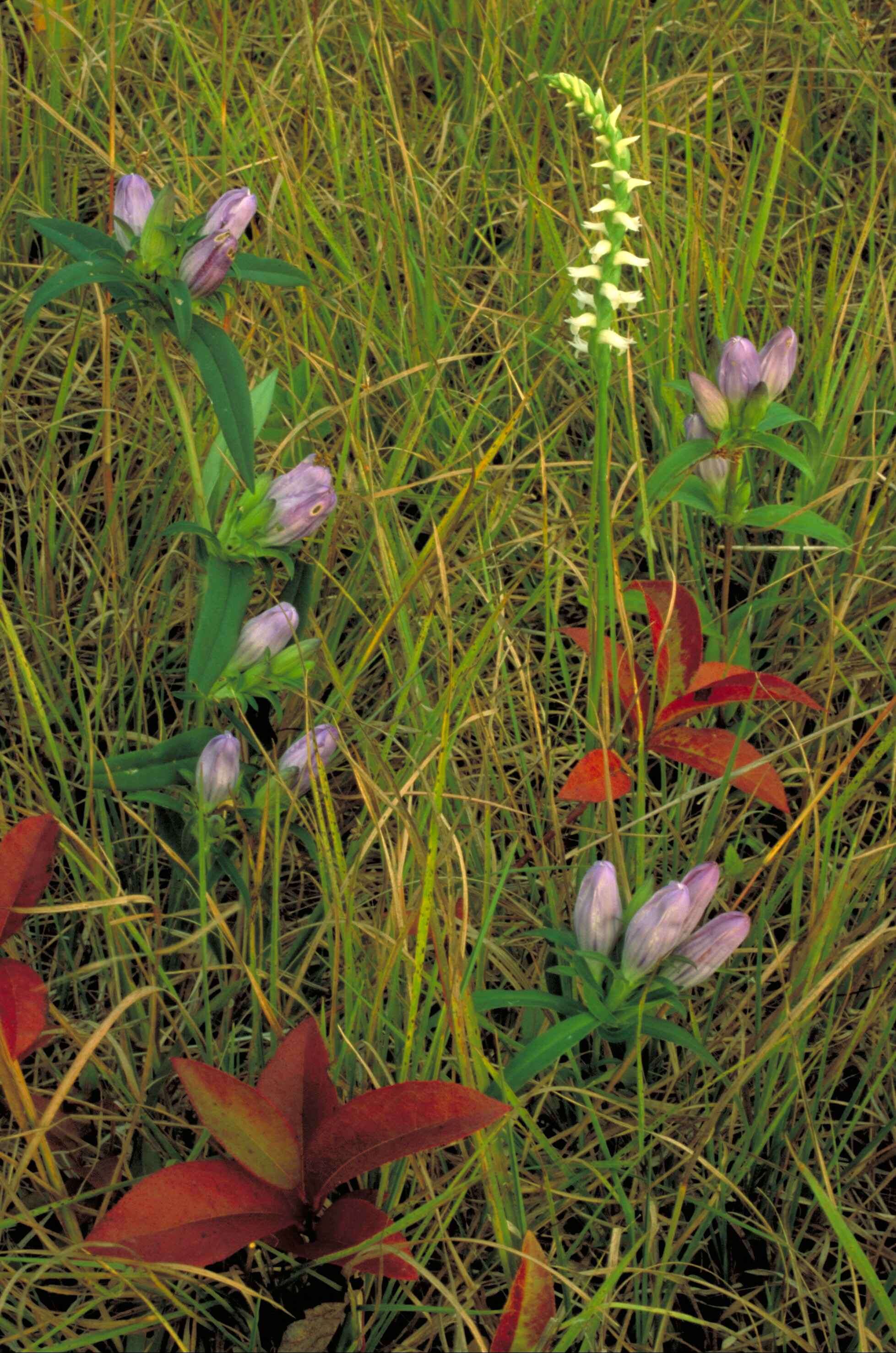 Imagem de Gentiana saponaria L.