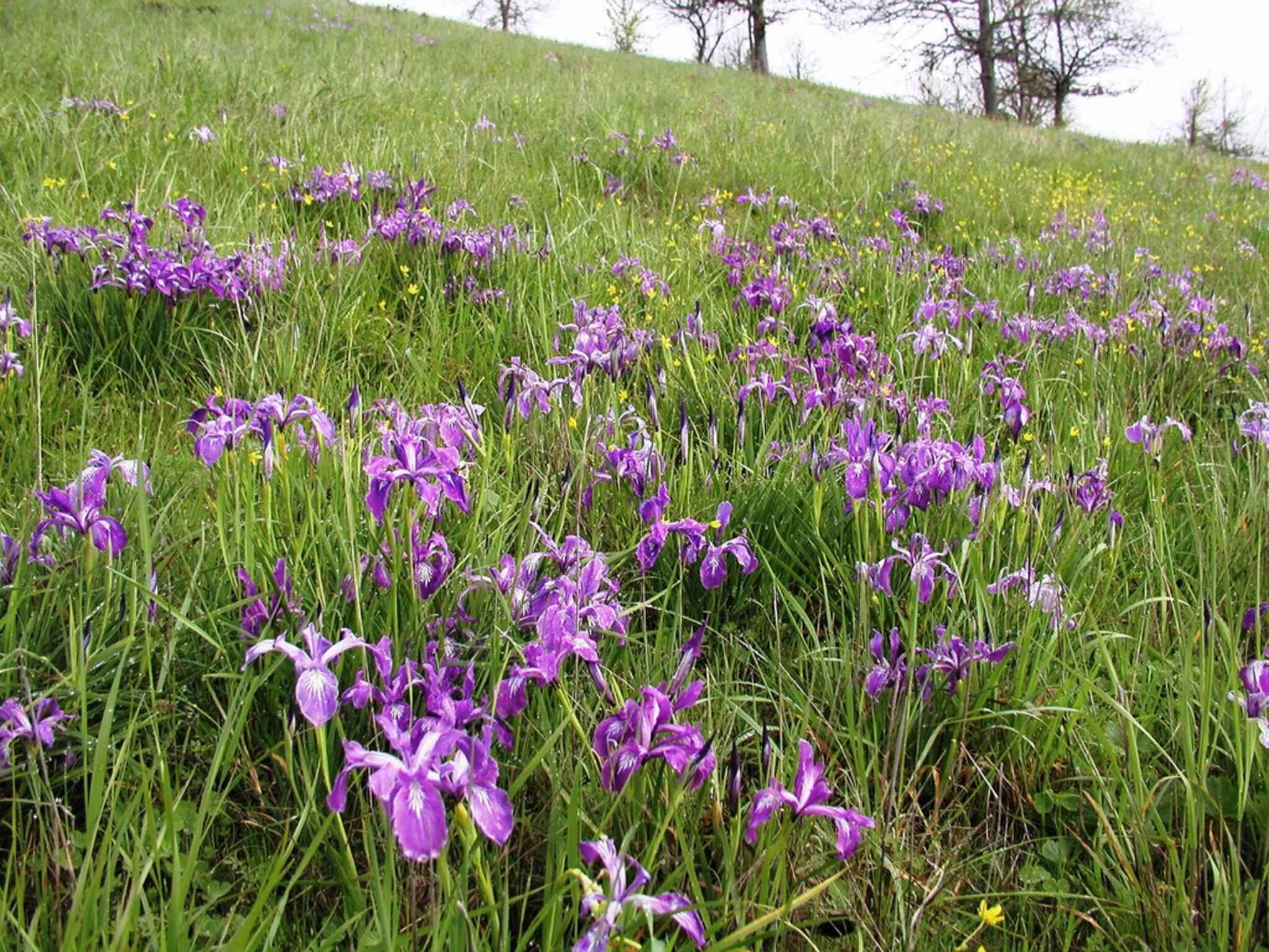 Image of toughleaf iris