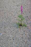 Image of Arizona lupine