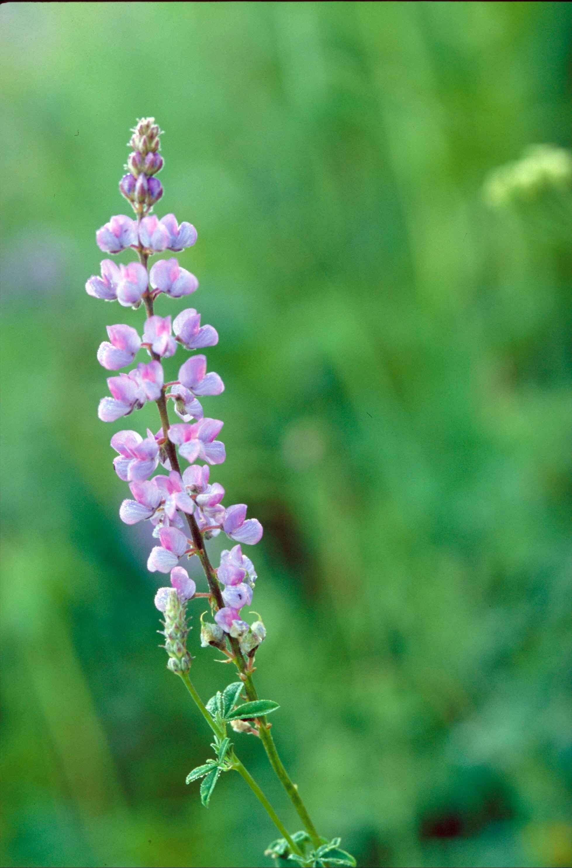 Image of Silver-stem Lupine