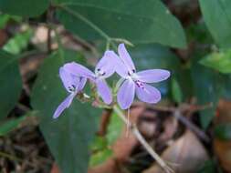 Pseuderanthemum variabile (R. Br.) Radlk. resmi