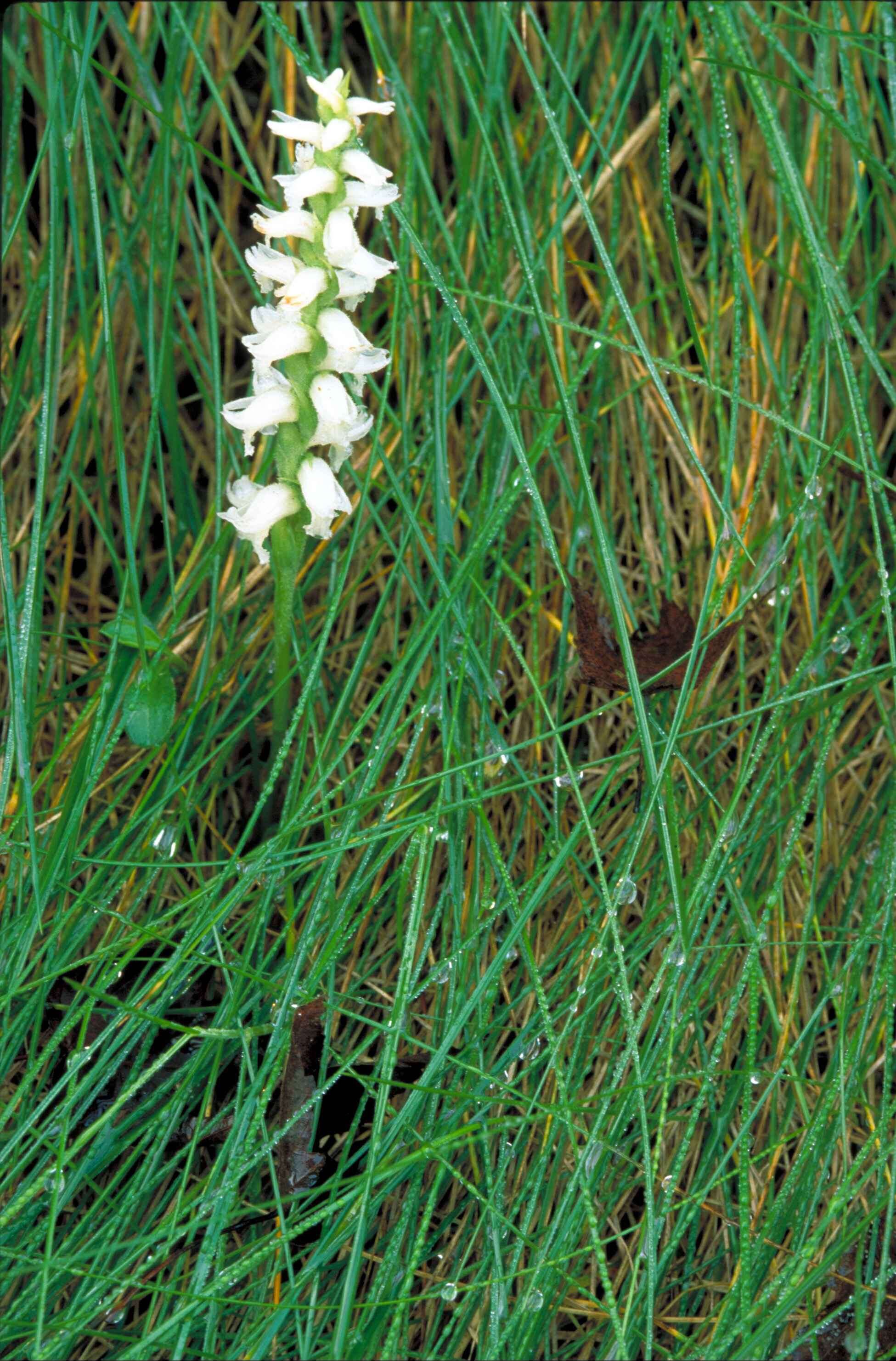 Image of Nodding lady's tresses