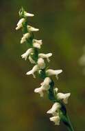 Image of Nodding lady's tresses