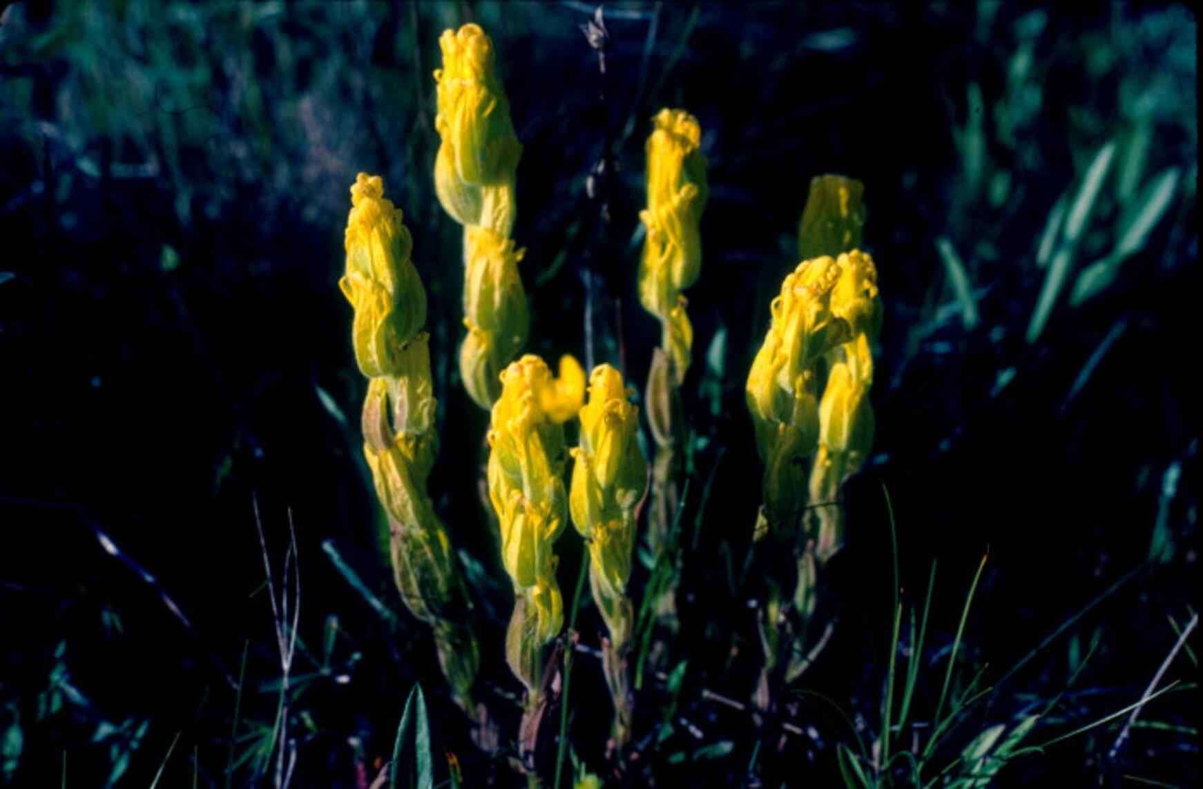 Image of golden Indian paintbrush