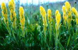 Image of golden Indian paintbrush