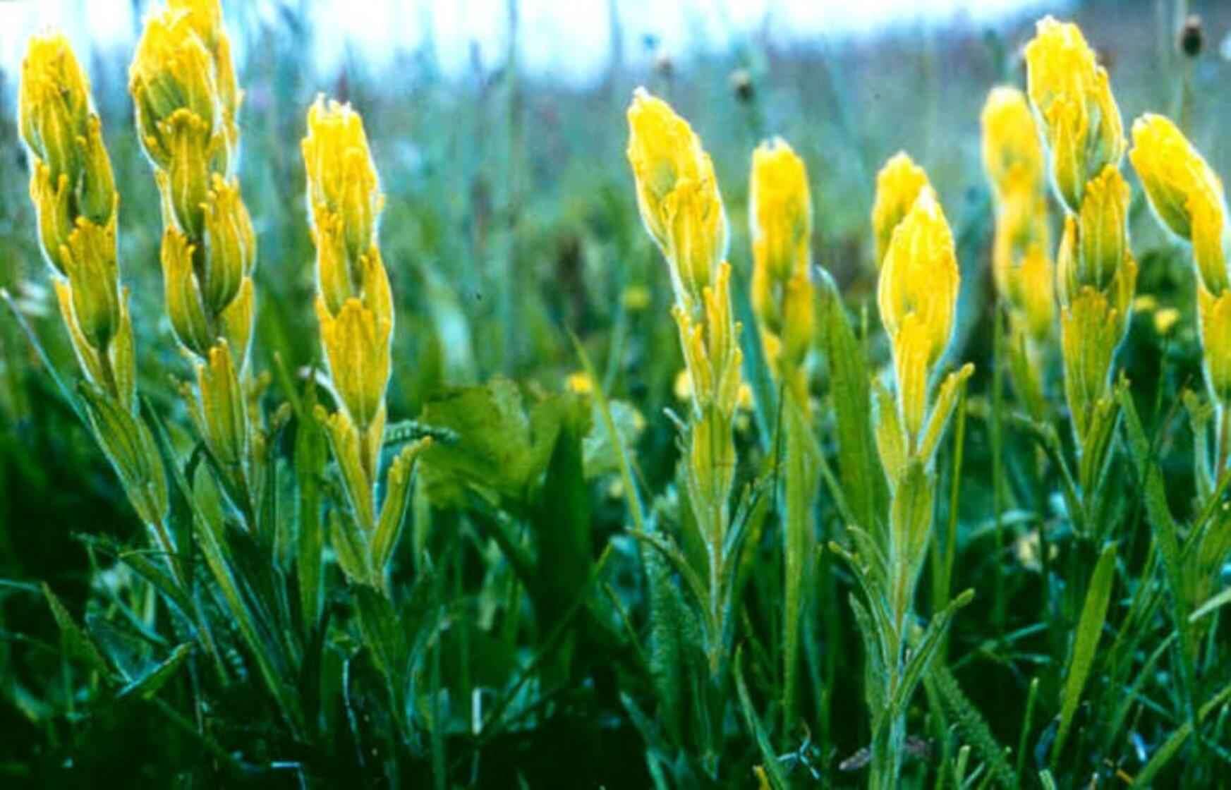 Image of golden Indian paintbrush