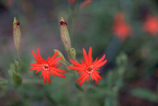 Image of Catchfly