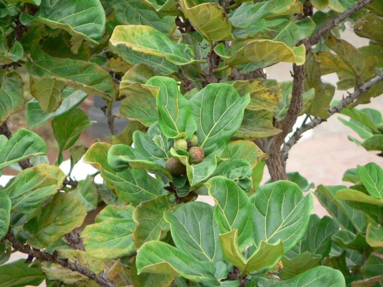 Image of fiddle-leaf fig