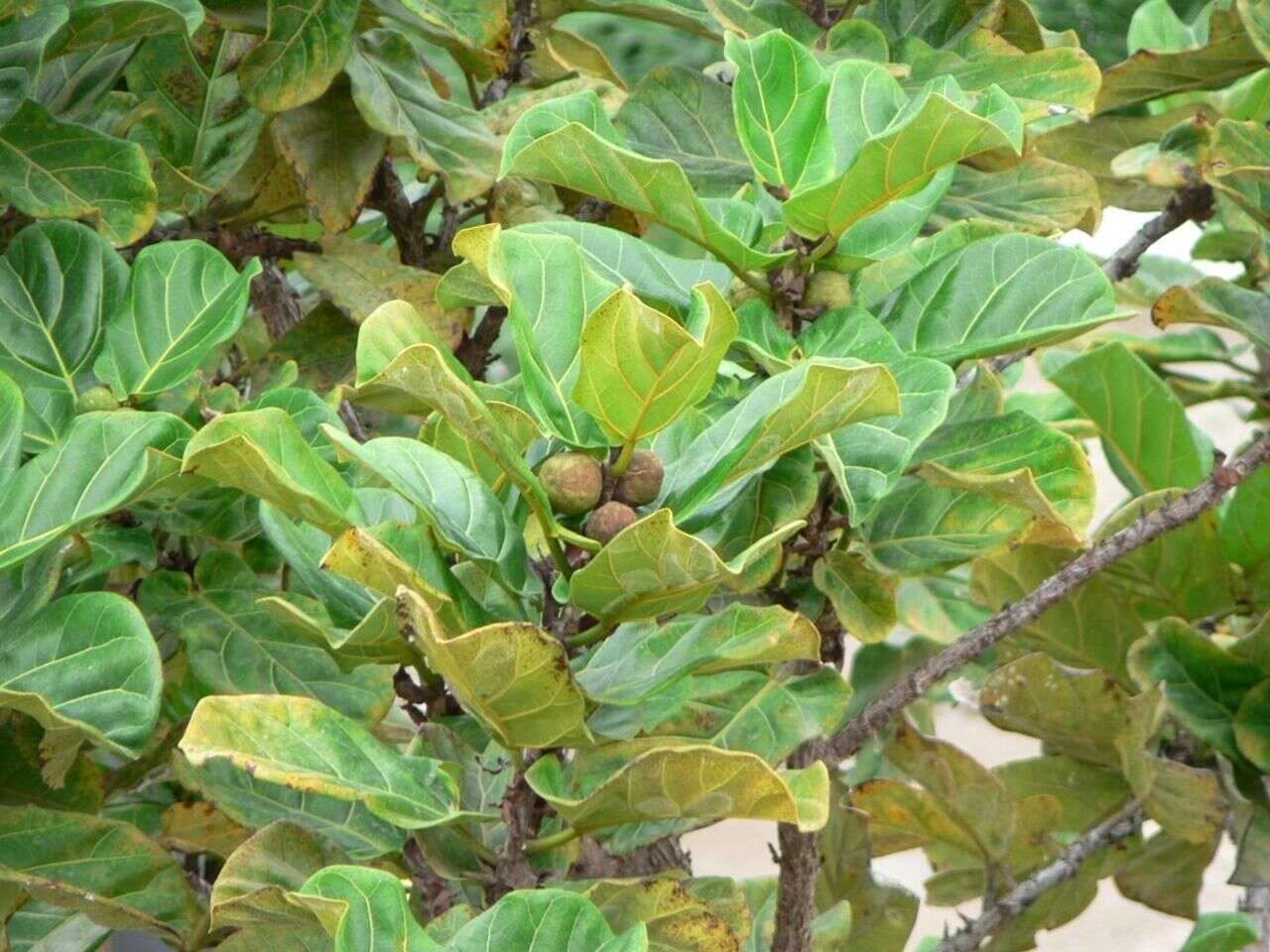 Image of fiddle-leaf fig