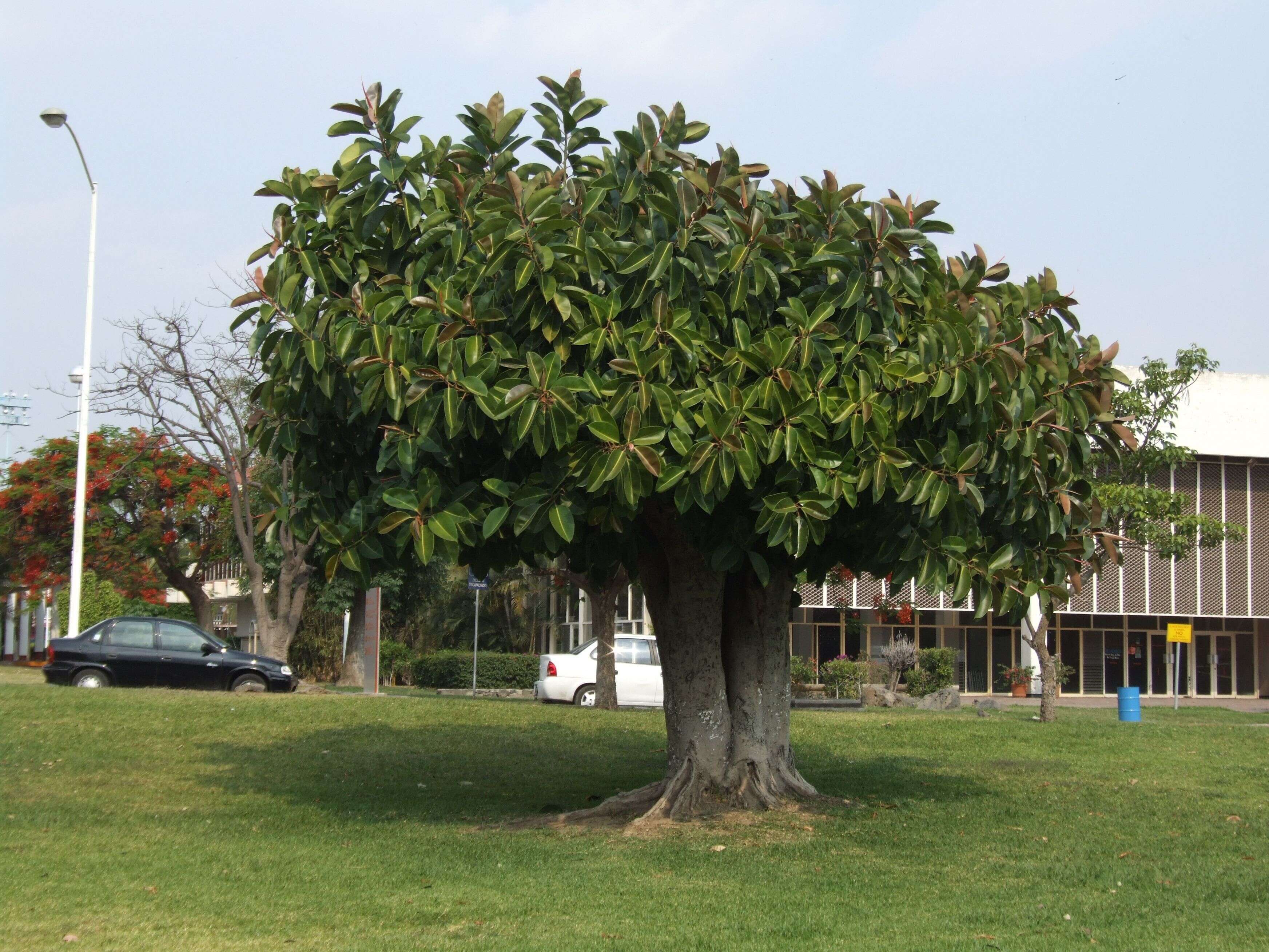 Image of Indian rubberplant