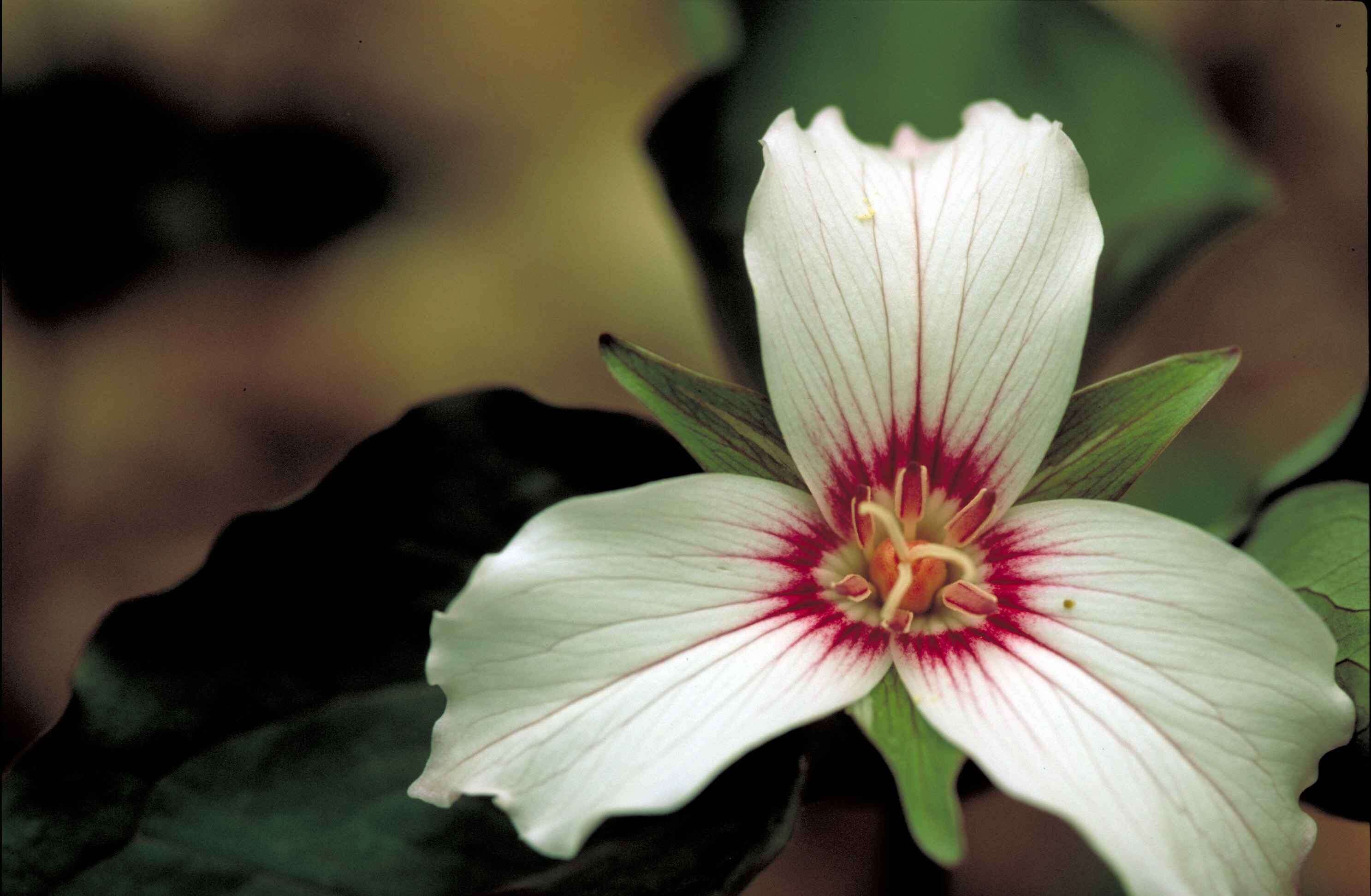 Imagem de Trillium undulatum Willd.