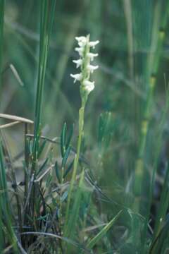 Image of hooded lady's tresses