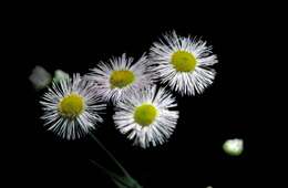 Image of Philadelphia fleabane