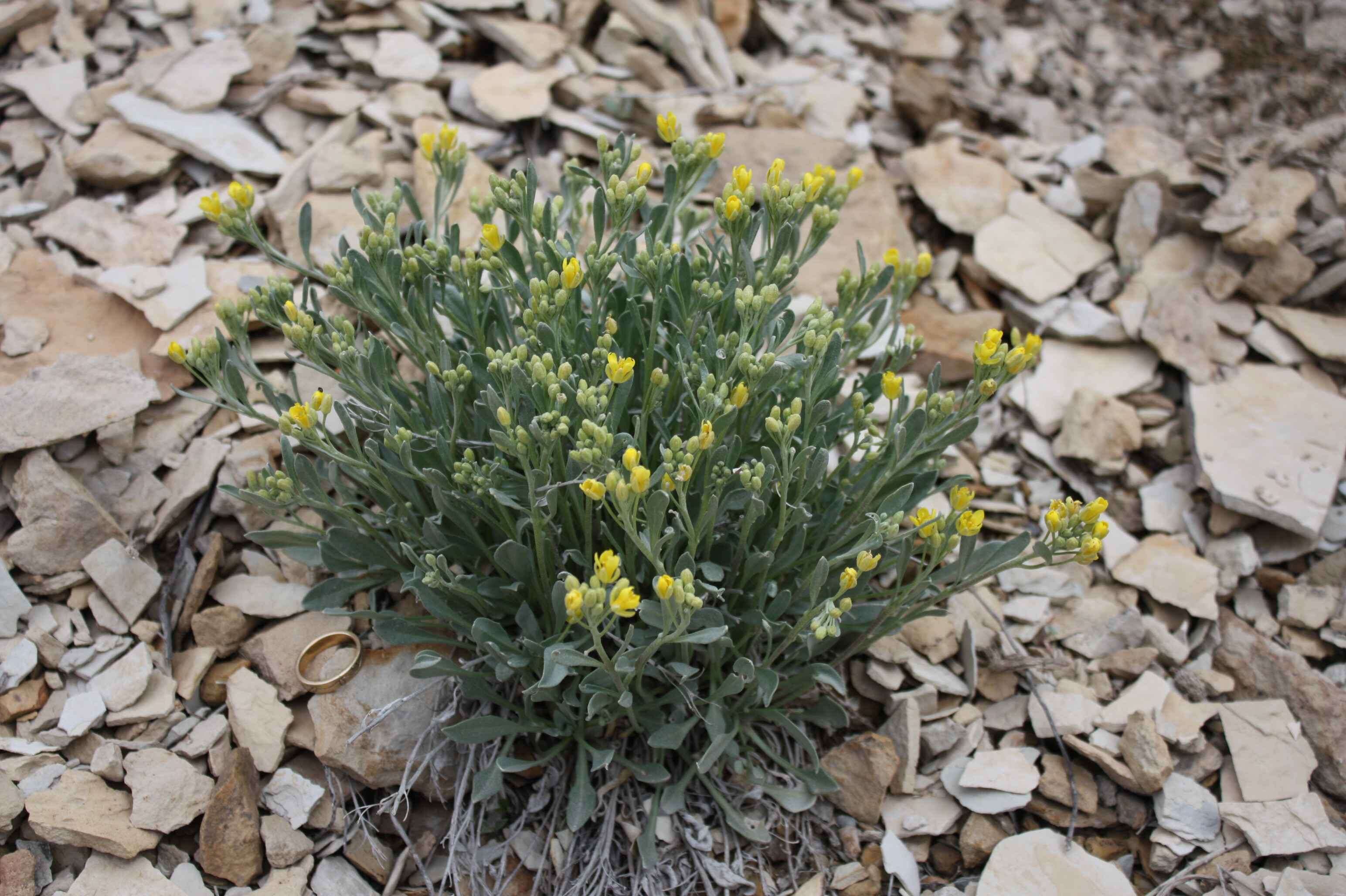 Image of Dudley Bluffs twinpod