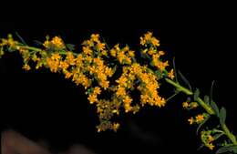 Solidago shortii Torr. & A. Gray的圖片