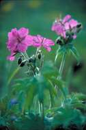 Image of sticky purple geranium