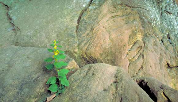 Image of whitehair goldenrod