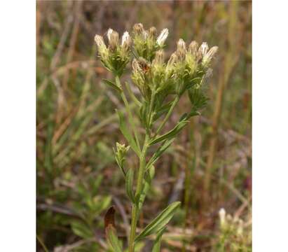 Image of Columbian whitetop aster