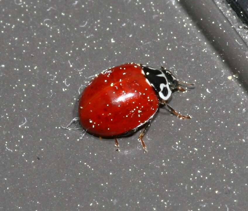 Image of Western Blood-Red Lady Beetle