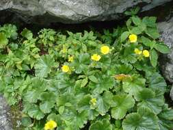 Geum radiatum Michx.的圖片