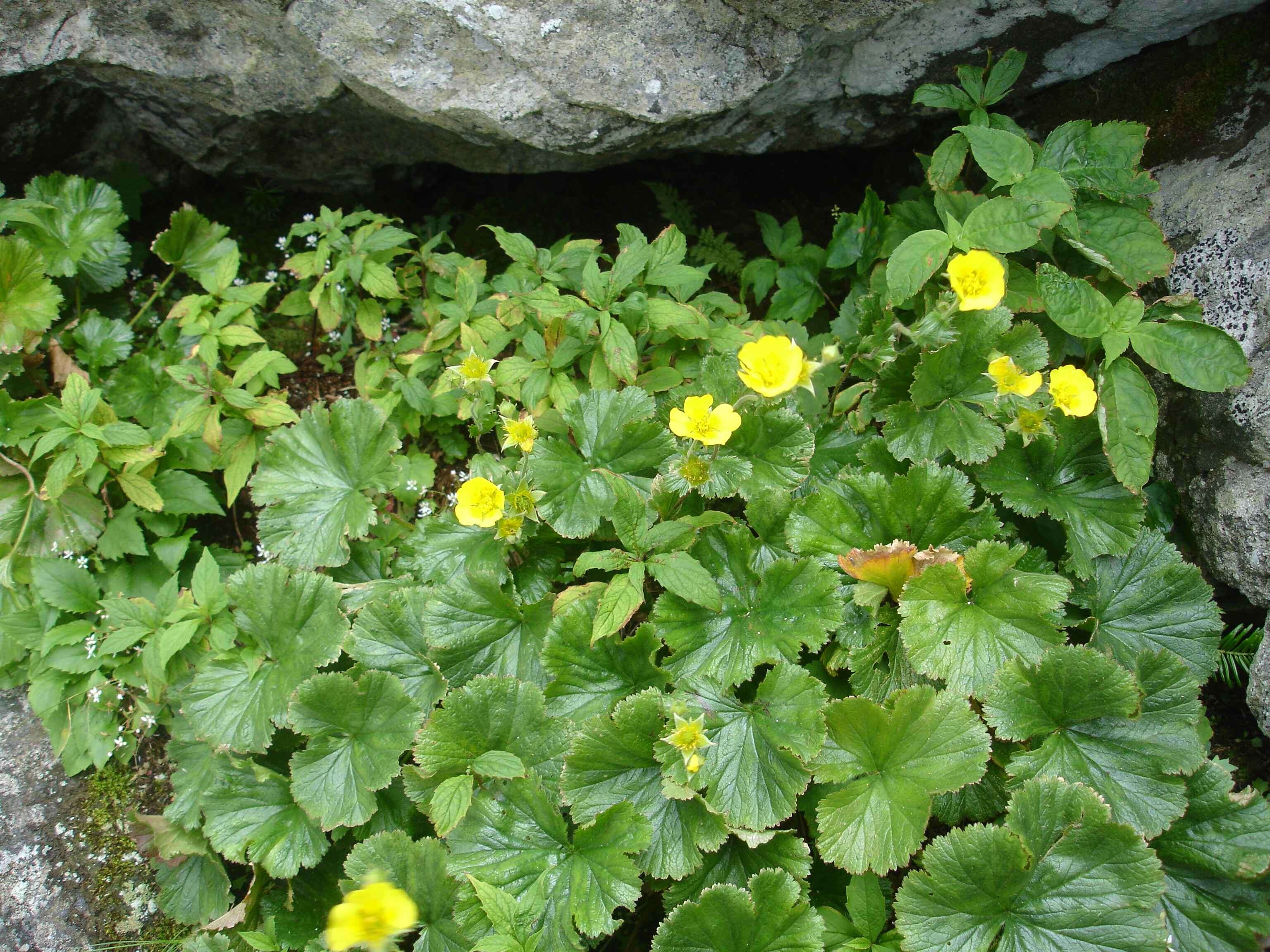 Geum radiatum Michx.的圖片