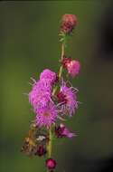 Imagem de Liatris aspera Michx.