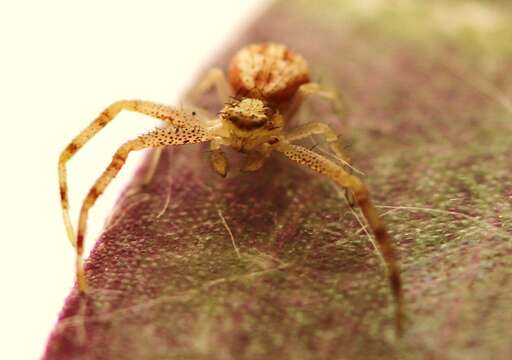 Image of Northern Crab Spider