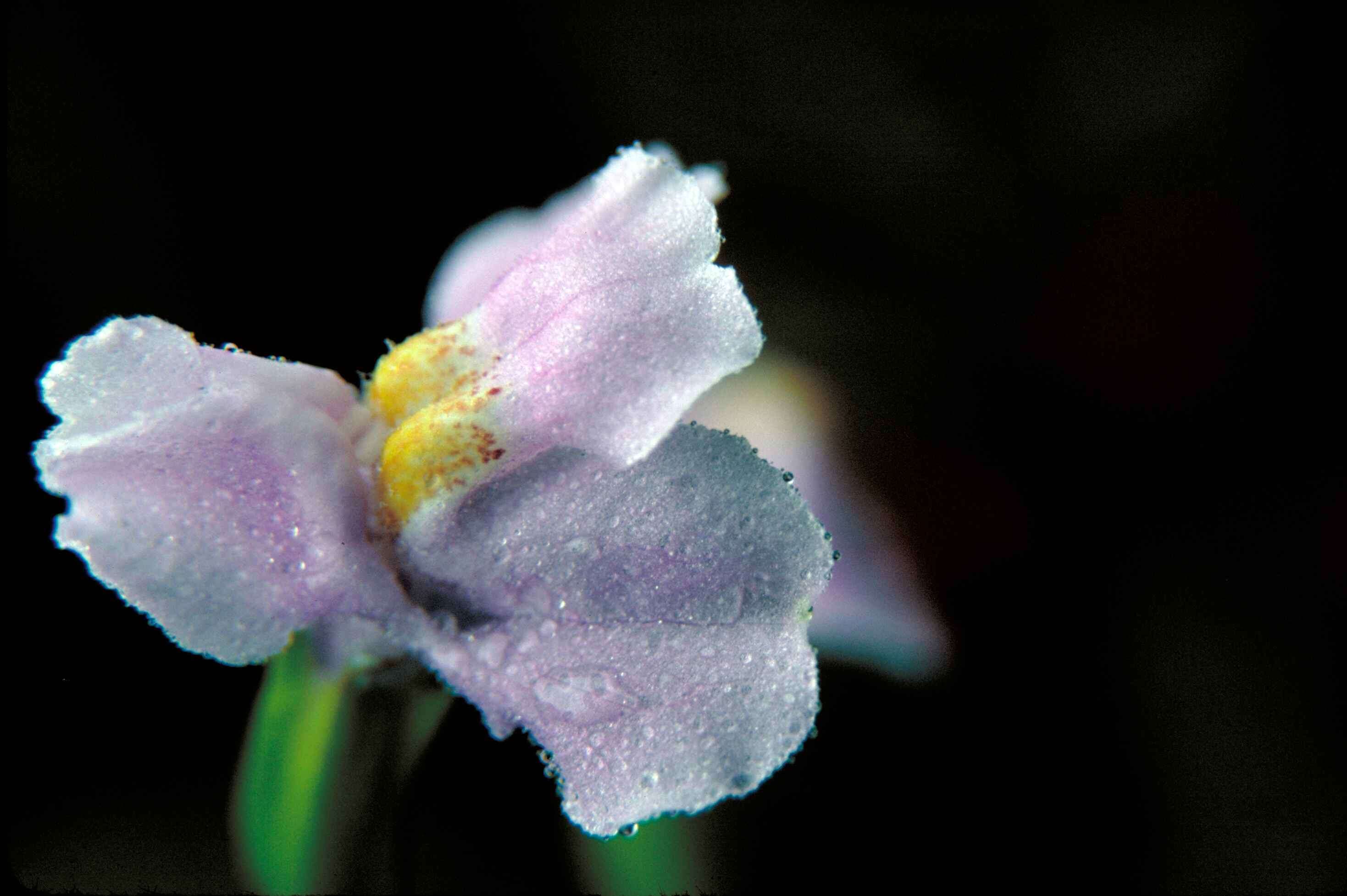 Plancia ëd Mimulus alatus Soland.