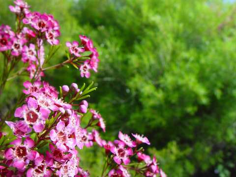 Image of Chamelaucium uncinatum