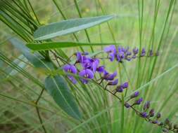 Image of Hardenbergia