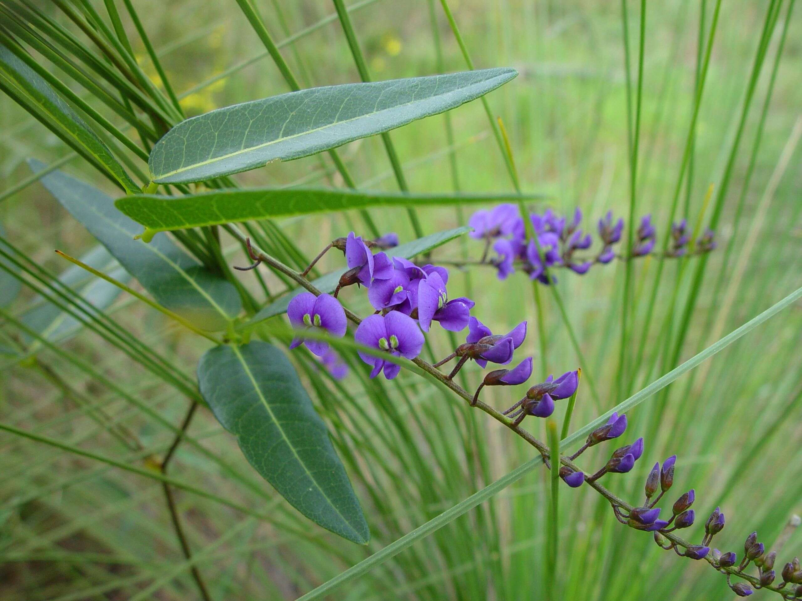 Image of Hardenbergia