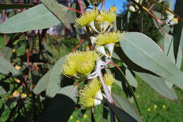 Image of lemon-flower gum