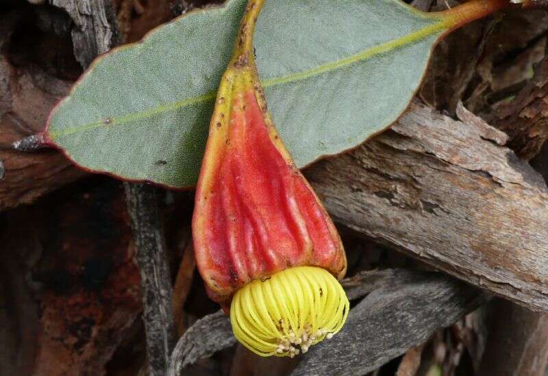 Image of Scarlett Pear Gum