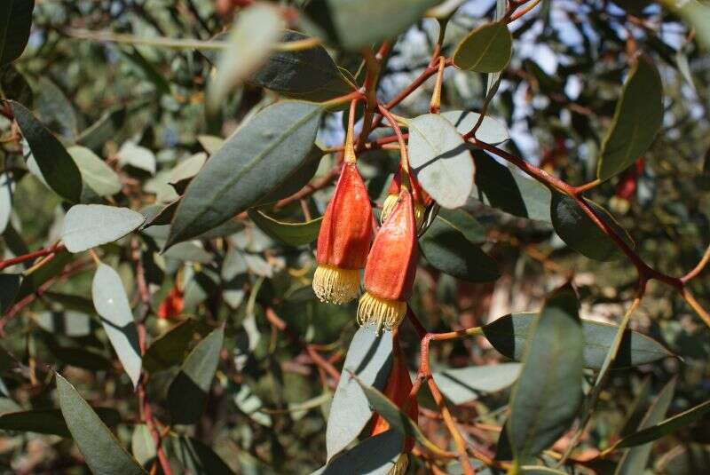 Imagem de Eucalyptus forrestiana Diels