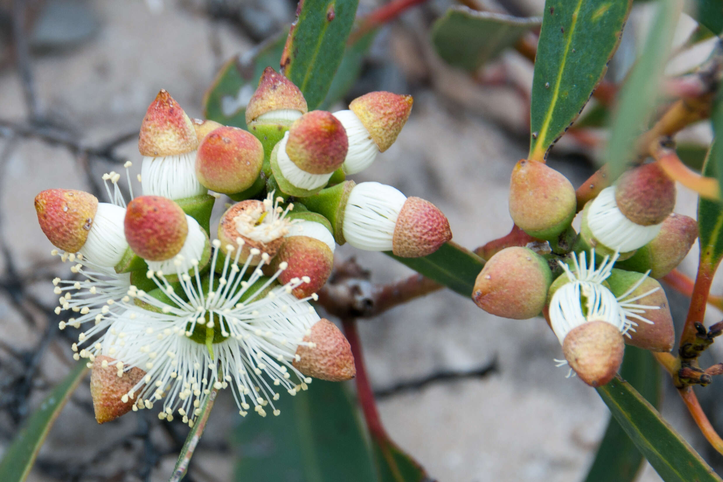 صورة Eucalyptus cosmophylla F. Müll.