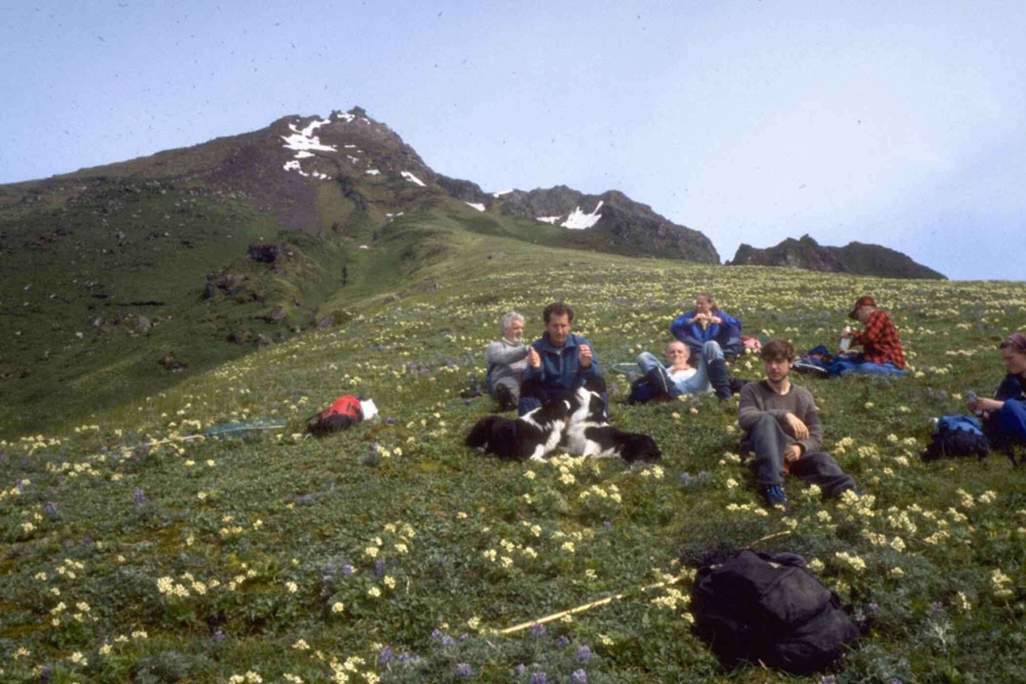 Image of Aleutian Cackling Goose