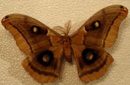 Image de Antheraea oculea (Neumoegen 1883)