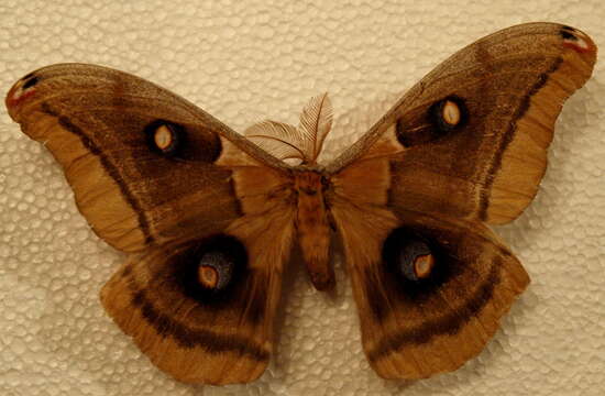 Image of Western Polyphemus Moth