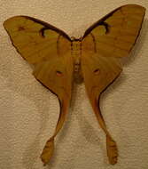 Image of Malaysian moon moth