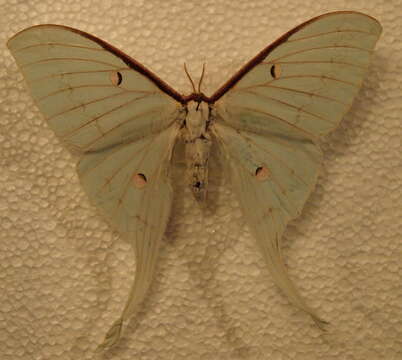 Image of Actias sinensis (Walker 1855)