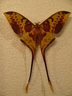 Image of Malaysian moon moth