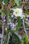 Imagem de Eucalyptus diversifolia Bonpl.