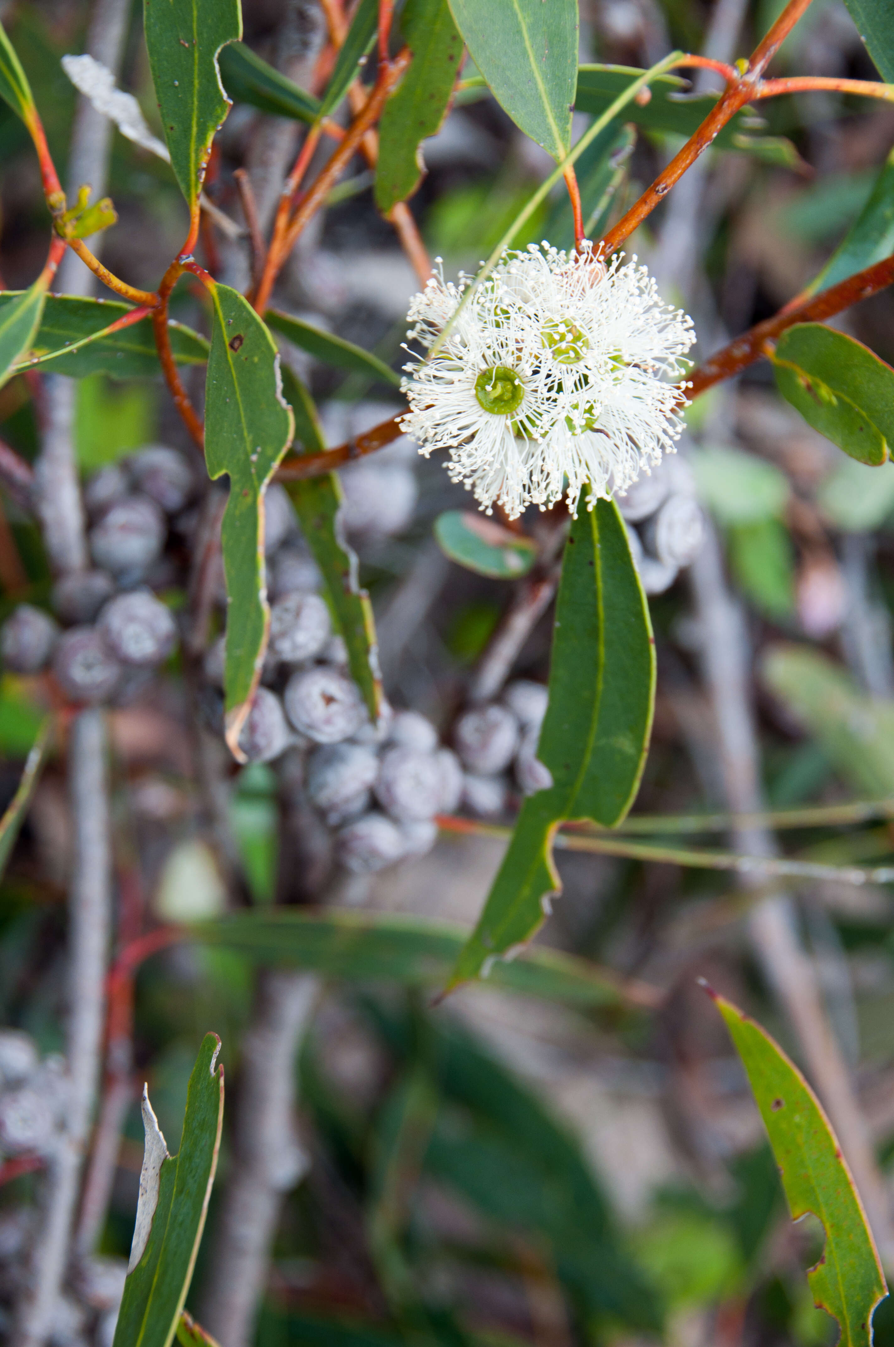 Imagem de Eucalyptus diversifolia Bonpl.