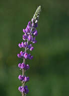 Image of Arizona lupine