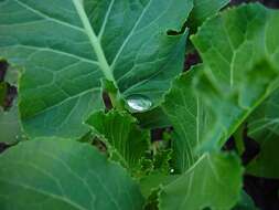 Image of sprouting broccoli