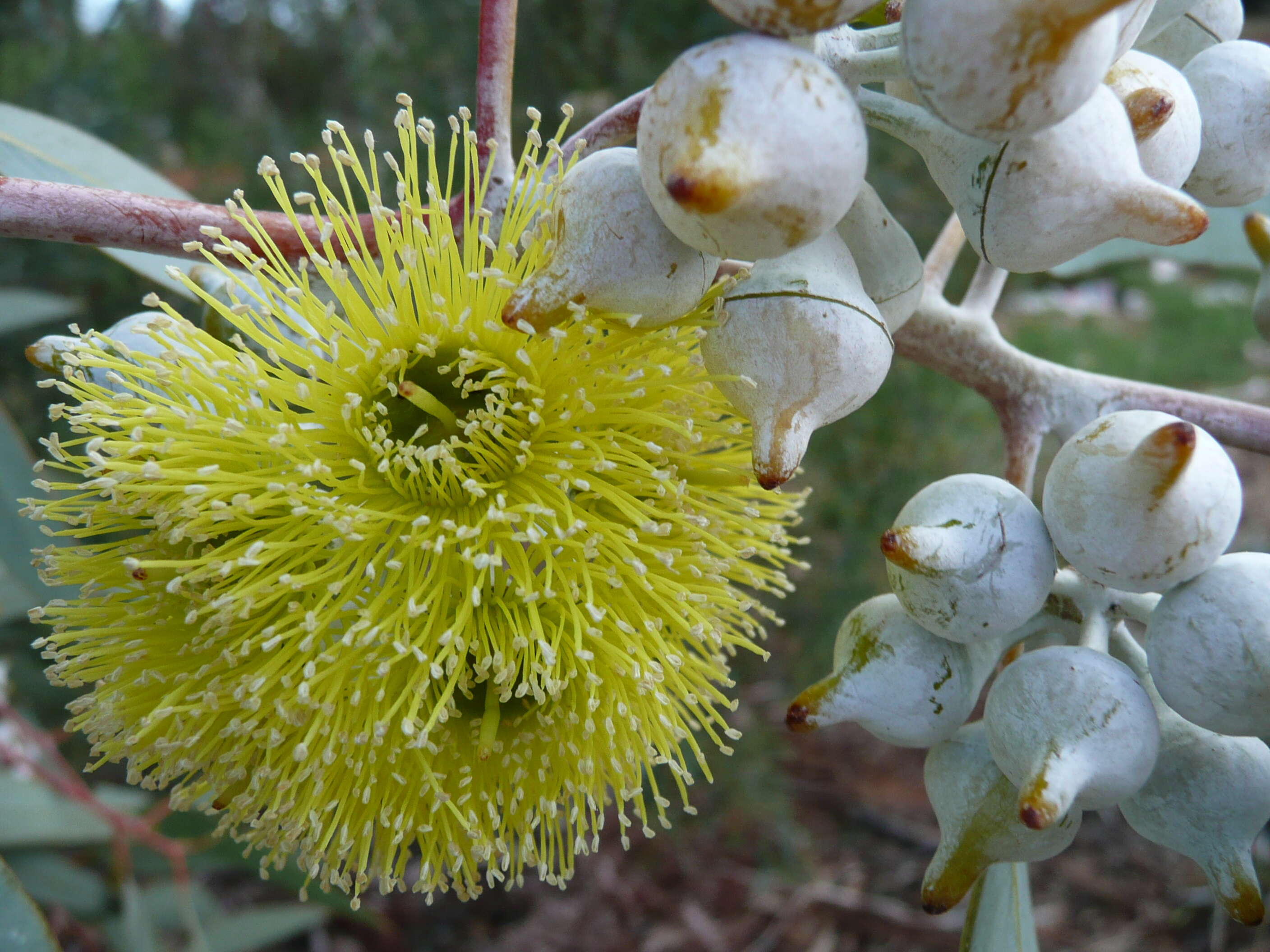 Image of lemon-flower gum