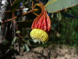 Image of Scarlett Pear Gum