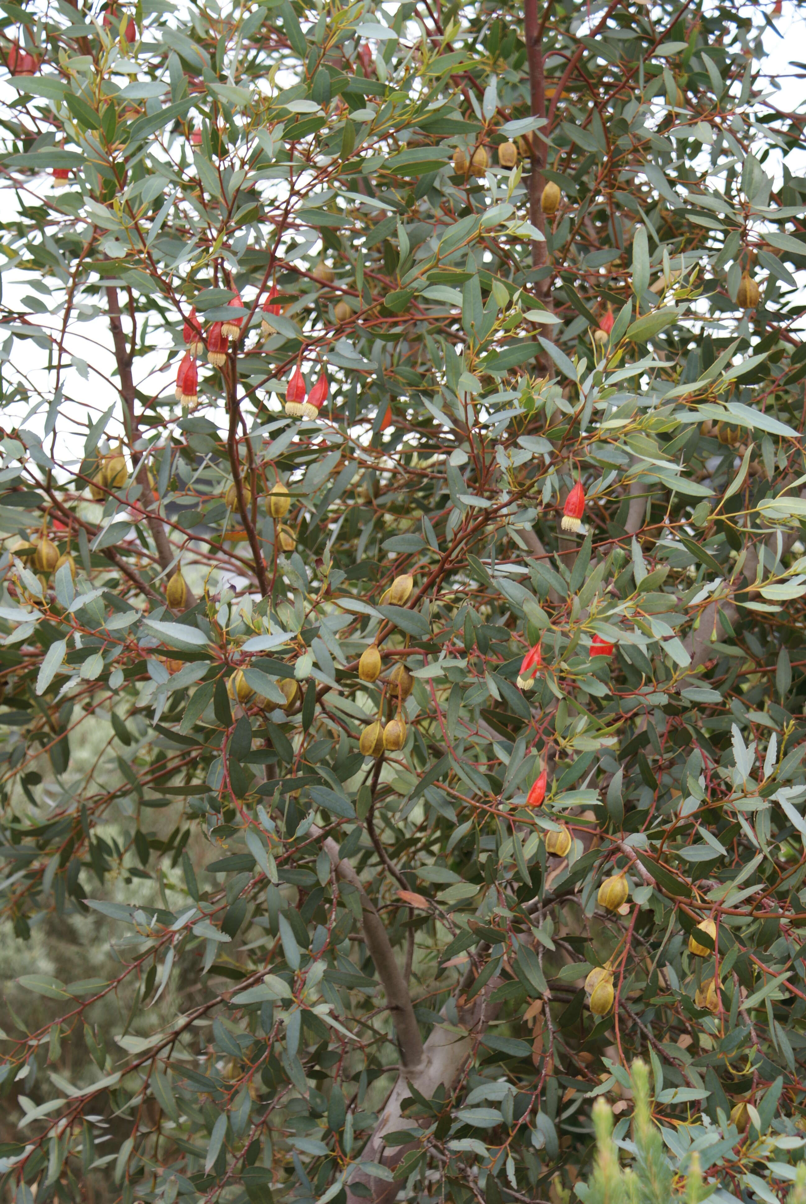 Imagem de Eucalyptus forrestiana Diels